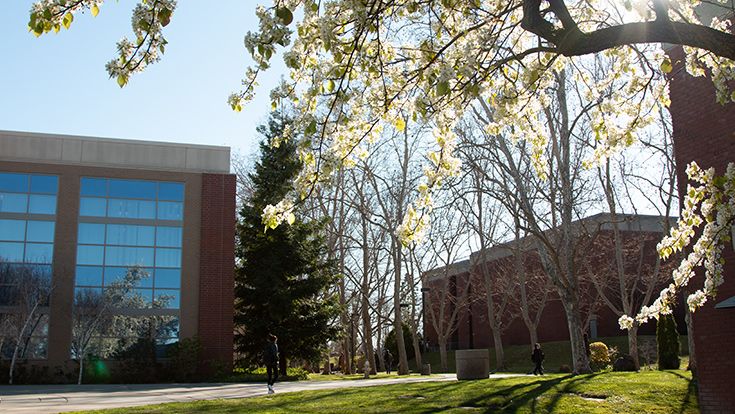 A flowering tree on CRC's campus in the springtime