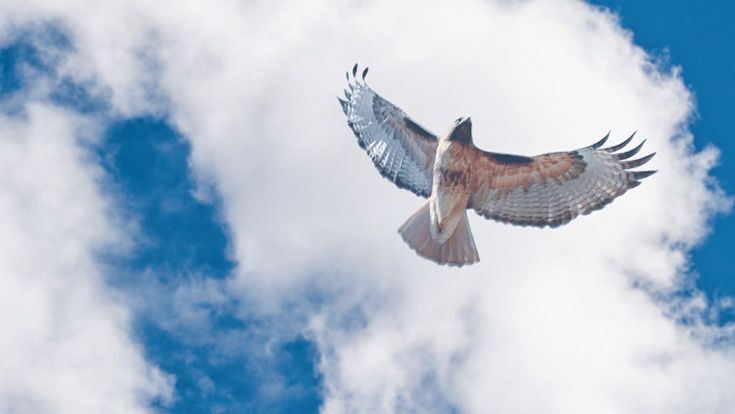 A hawk flying in the clouds